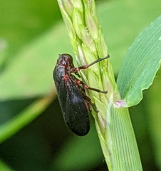 Prosapia bicincta