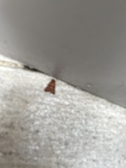 Callopistria granitosa