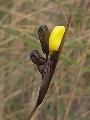 Sisyrinchium jamesonii