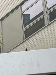 Callopistria granitosa