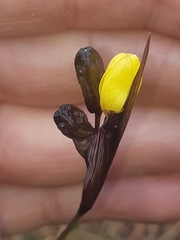 Sisyrinchium jamesonii