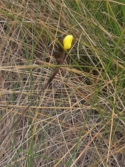 Sisyrinchium jamesonii