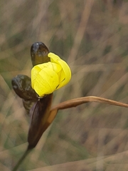 Sisyrinchium jamesonii