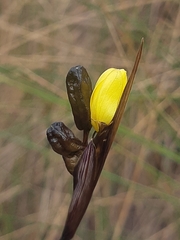 Sisyrinchium jamesonii