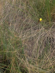 Sisyrinchium jamesonii