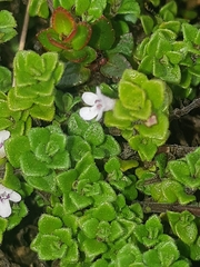 Clinopodium nubigenum