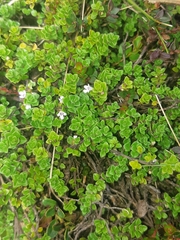 Clinopodium nubigenum