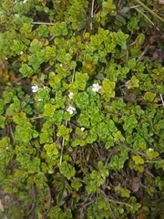 Clinopodium nubigenum