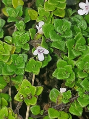 Clinopodium nubigenum