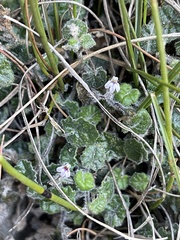 Lobelia ardisiandroides