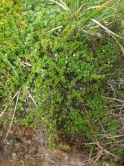 Clinopodium nubigenum