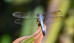 Pachydiplax longipennis