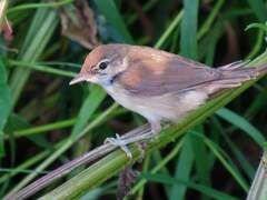 Acrocephalus agricola