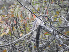 Rupornis magnirostris