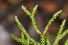 Lycopodium deuterodensum