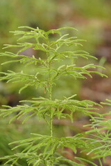 Lycopodium deuterodensum