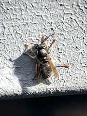 Vespula consobrina