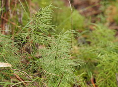 Lycopodium deuterodensum