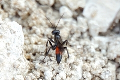 Arachnospila