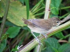 Acrocephalus agricola