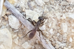 Arachnospila