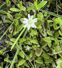 Stellaria humifusa