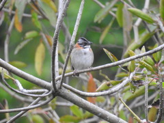 Zonotrichia capensis