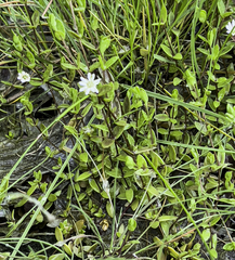 Stellaria humifusa