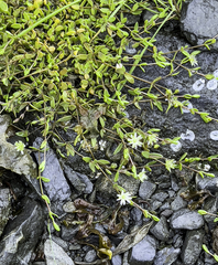 Stellaria humifusa