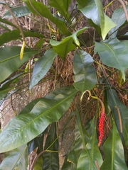 Anthurium gracile