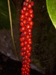 Anthurium gracile