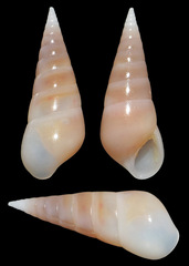Melanella