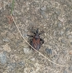 Apiomerus longispinis