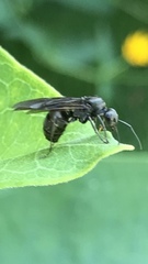 Auplopus carbonarius
