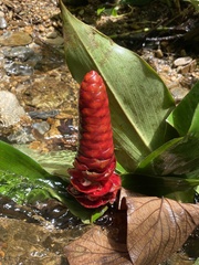 Costus scaber