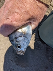 Hyperprosopon ellipticum