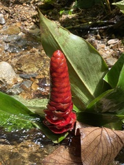 Costus scaber