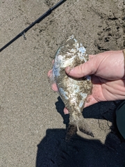 Hyperprosopon ellipticum