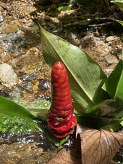 Costus scaber