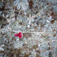 Indigofera leucotricha