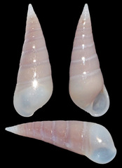 Melanella