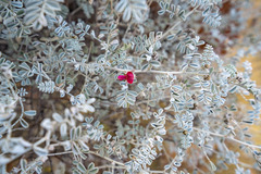 Indigofera leucotricha