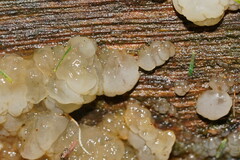 Tremella globispora