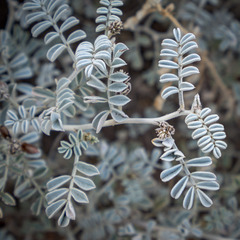 Indigofera leucotricha