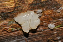 Tremella globispora