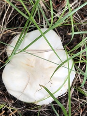 Agaricus didymus