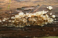 Tremella globispora