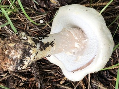 Agaricus didymus