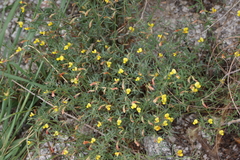 Acmispon oroboides