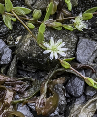 Stellaria humifusa